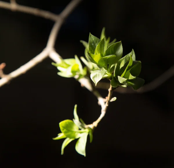 Naturaleza — Foto de Stock