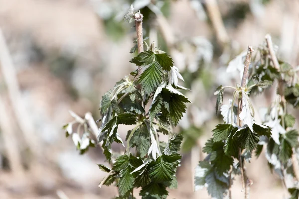 Nature — Stock Photo, Image