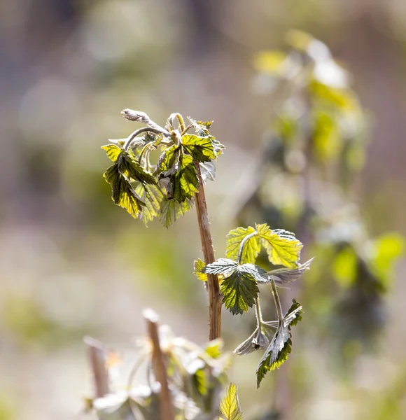 Nature — Stock Photo, Image