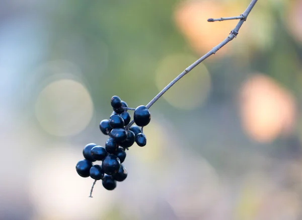 Natuur — Stockfoto