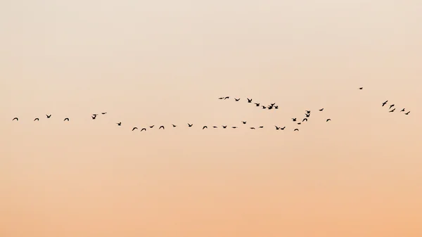 Naturaleza — Foto de Stock