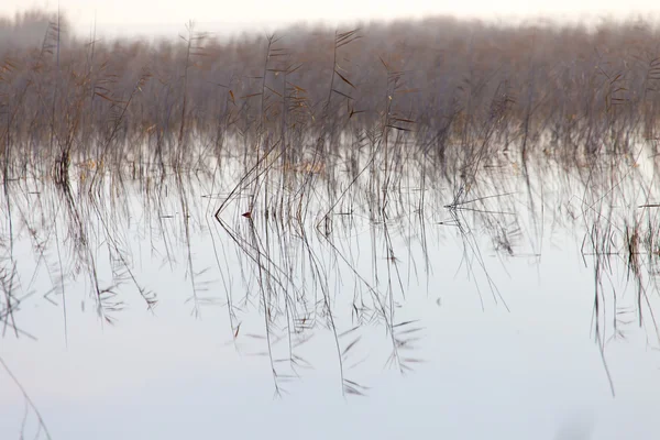 Natur — Stockfoto