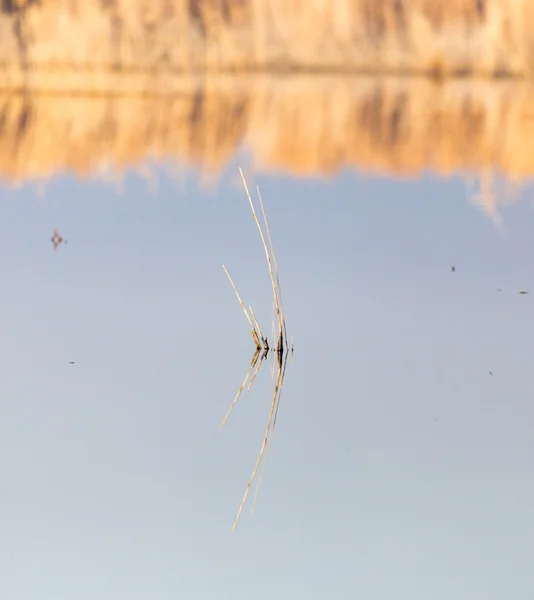 Natur — Stockfoto