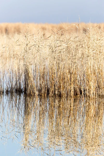 Nature — Stock Photo, Image