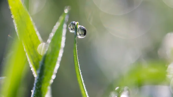 Natur — Stockfoto