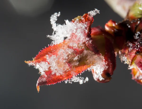 Natur — Stockfoto