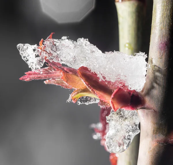 Natuur — Stockfoto