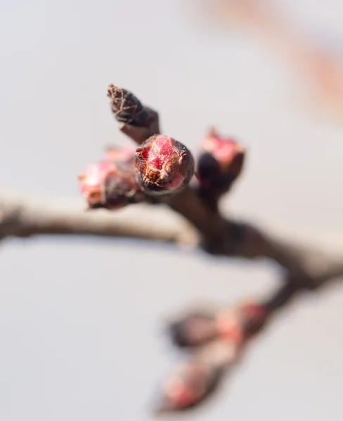 Natur — Stockfoto