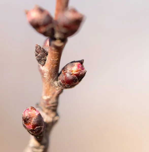 Natuur — Stockfoto