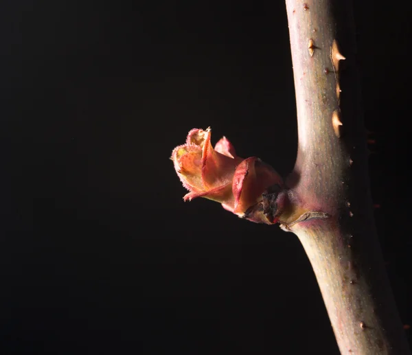 Naturaleza — Foto de Stock