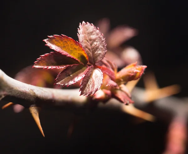 Naturaleza — Foto de Stock