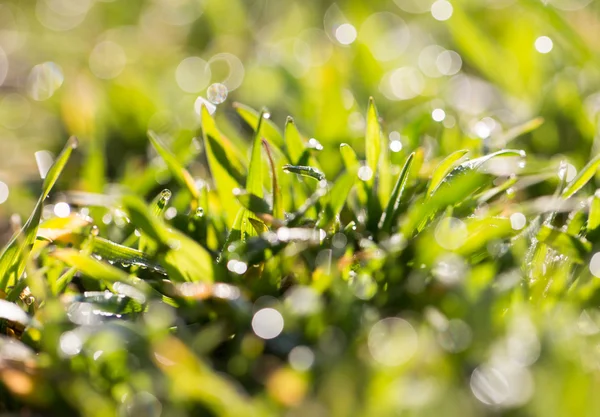 Natuur — Stockfoto