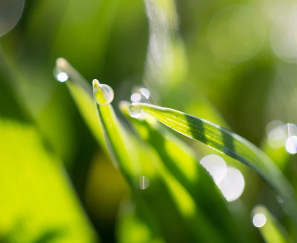 Natuur — Stockfoto