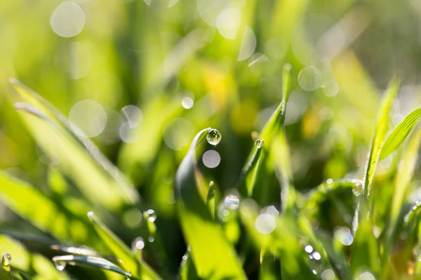 Natuur — Stockfoto