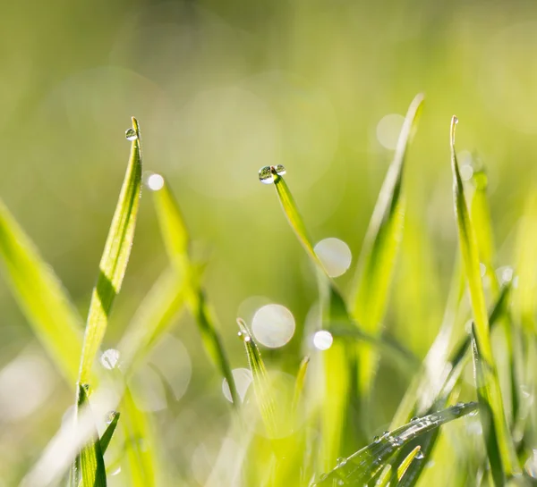 Naturaleza — Foto de Stock