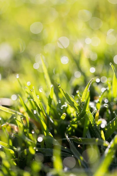 Naturaleza — Foto de Stock