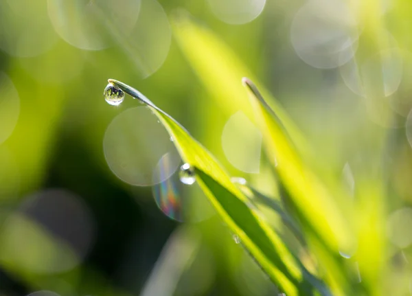 Naturaleza — Foto de Stock