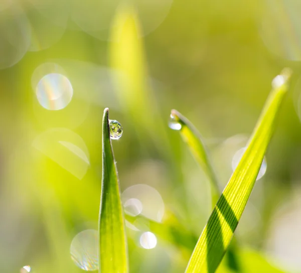 Natureza — Fotografia de Stock