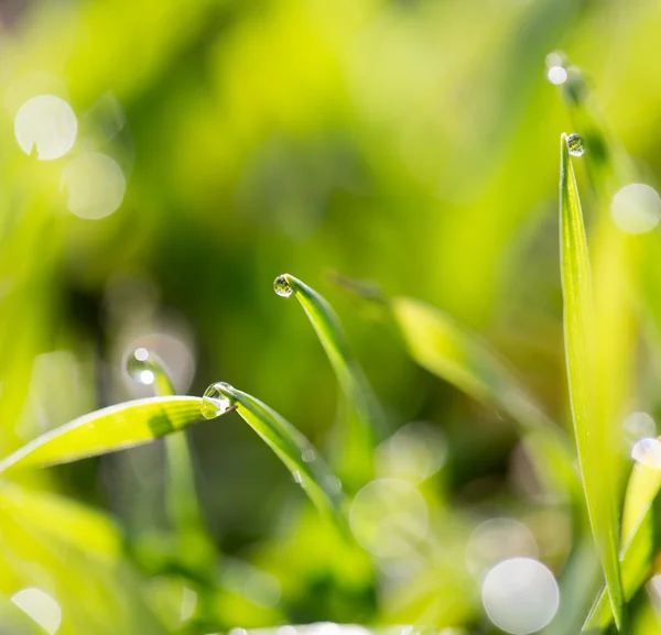 Natureza — Fotografia de Stock