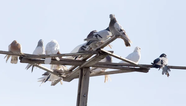 Natuur — Stockfoto