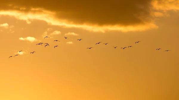 Naturaleza — Foto de Stock