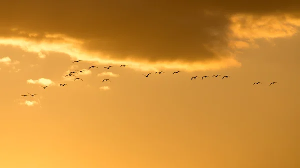 Naturaleza — Foto de Stock