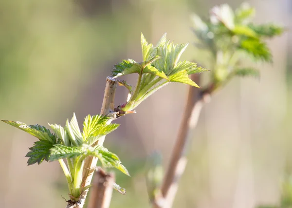 Nature — Stock Photo, Image