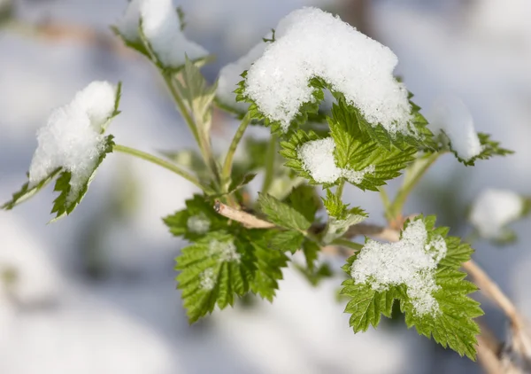 Nature — Stock Photo, Image