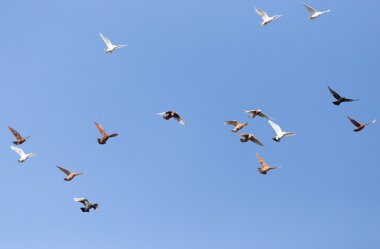 Doğa