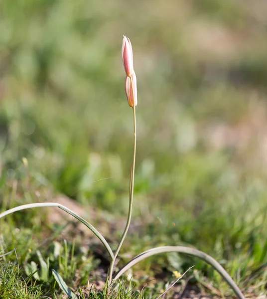 Natura — Foto Stock