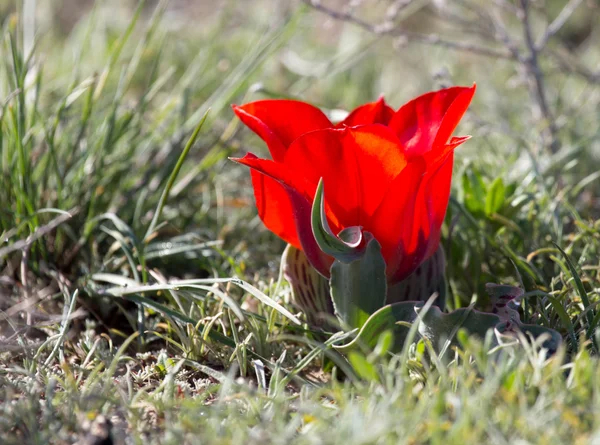 Natura — Foto Stock