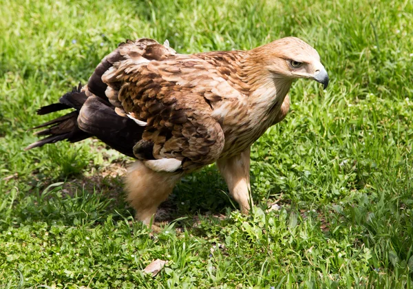 Natuur — Stockfoto