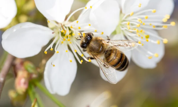 Nature — Stock Photo, Image