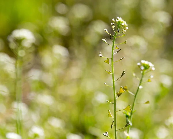 Natur — Stockfoto