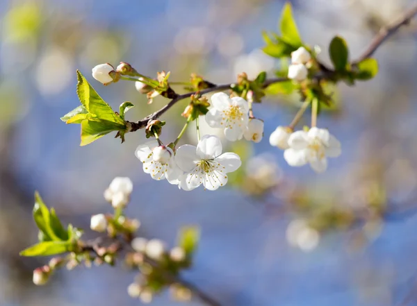 Natuur — Stockfoto