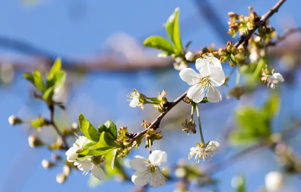 Natur — Stockfoto