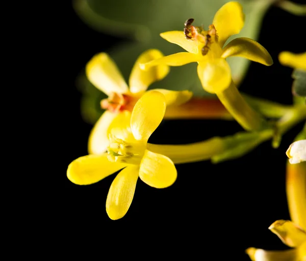 Natuur — Stockfoto