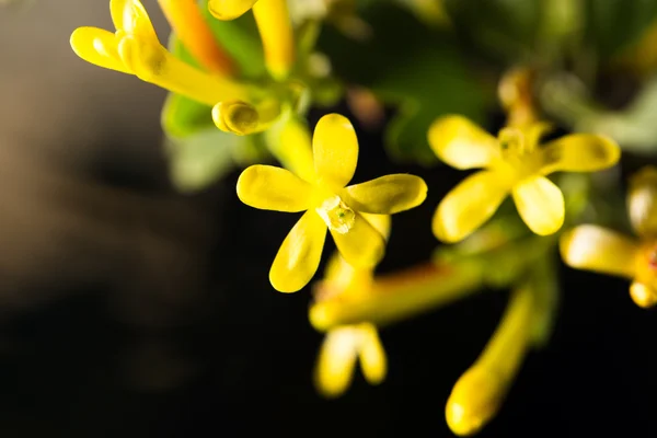 Naturaleza —  Fotos de Stock