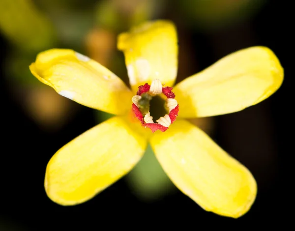 Natura — Foto Stock