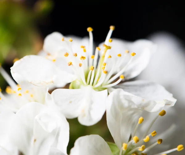 Natur — Stockfoto