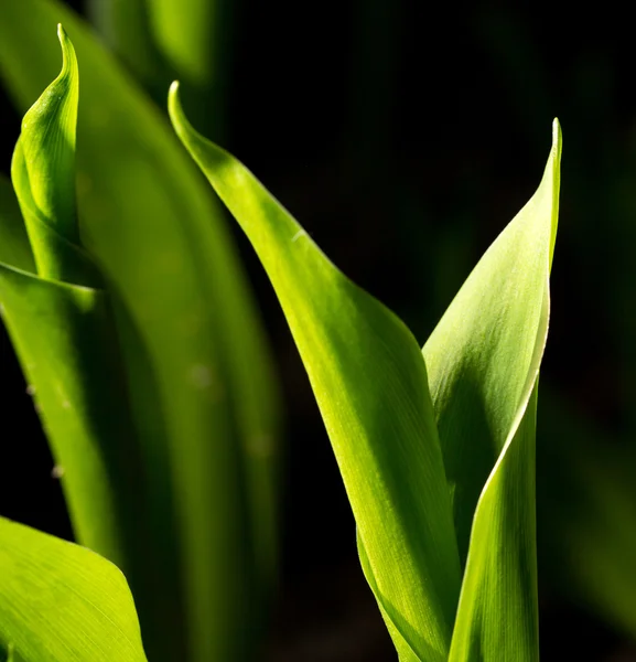 Natur — Stockfoto