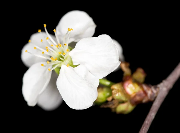 Natureza — Fotografia de Stock