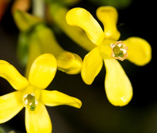 Natureza — Fotografia de Stock