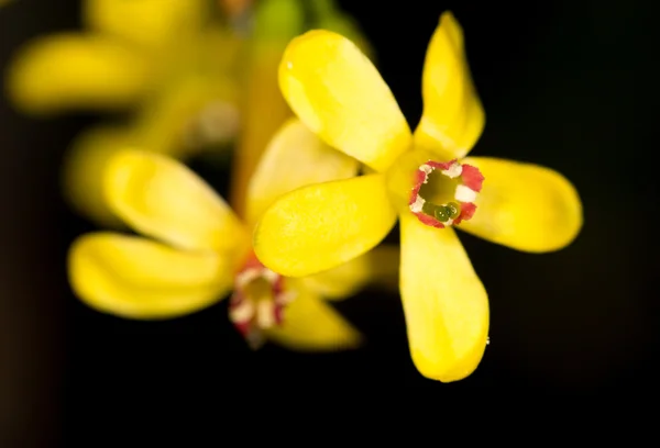 Natura — Foto Stock