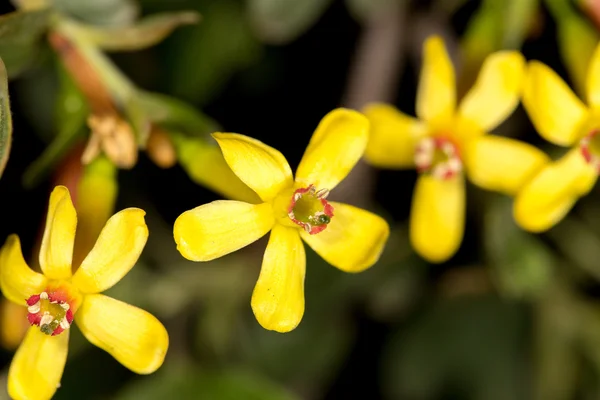 Natureza — Fotografia de Stock