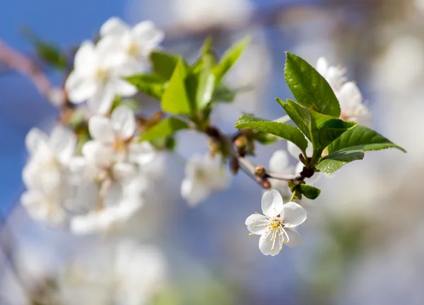 Natuur — Stockfoto