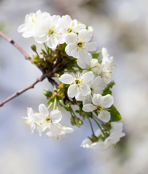 Natur — Stockfoto