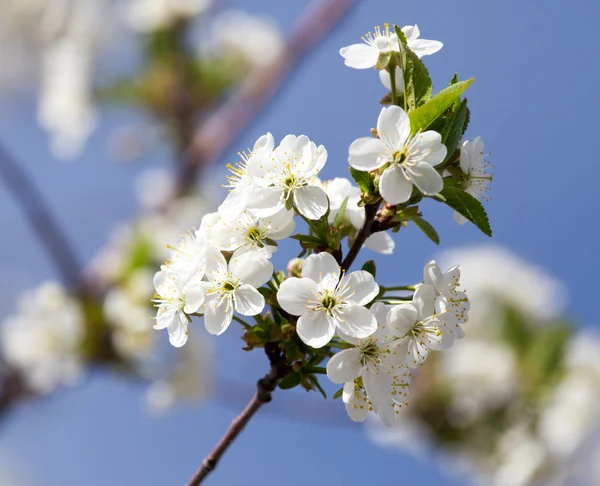 Natuur — Stockfoto