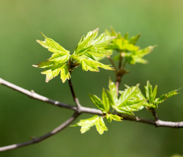 Naturaleza —  Fotos de Stock