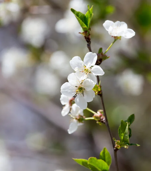 Natur — Stockfoto